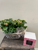 Kalanchoe planter with truffles